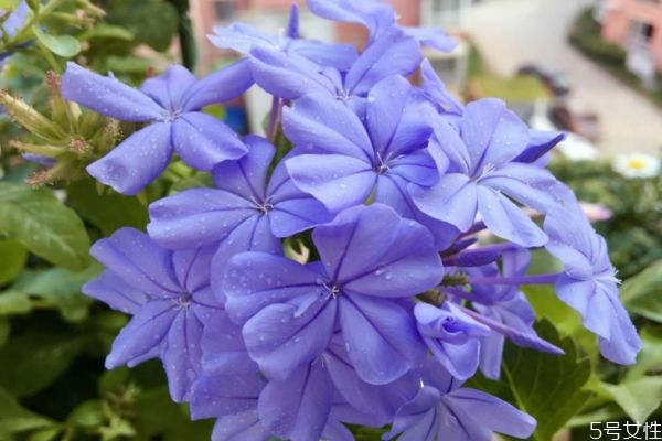 蓝雪花怎么种,蓝雪花的种植方法和注意事项