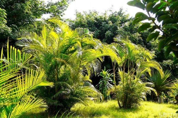 散尾葵的种植方法和注意事项,散尾葵种植技巧