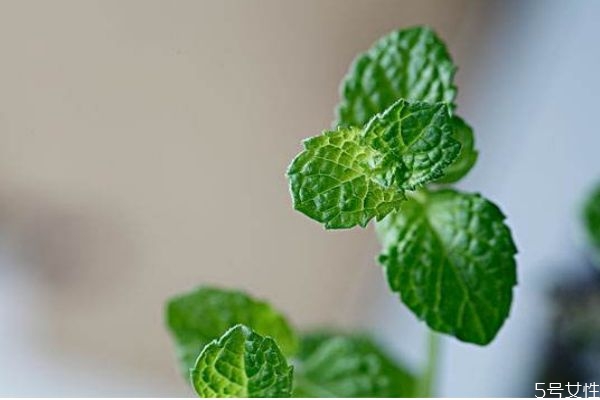 请问薄荷对人体有什么好处,薄荷对人有什么功效和作用