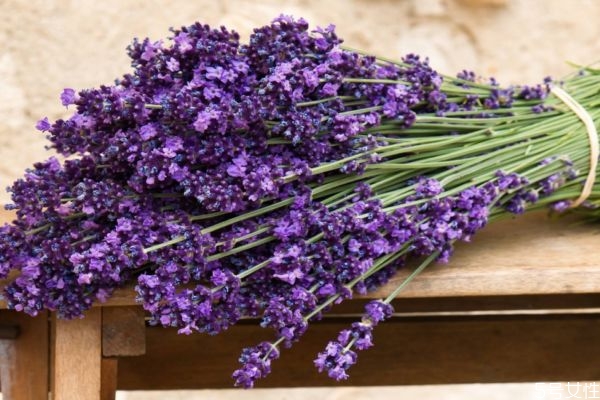 薰衣草的香味有什么作用,薰衣草是什么香味