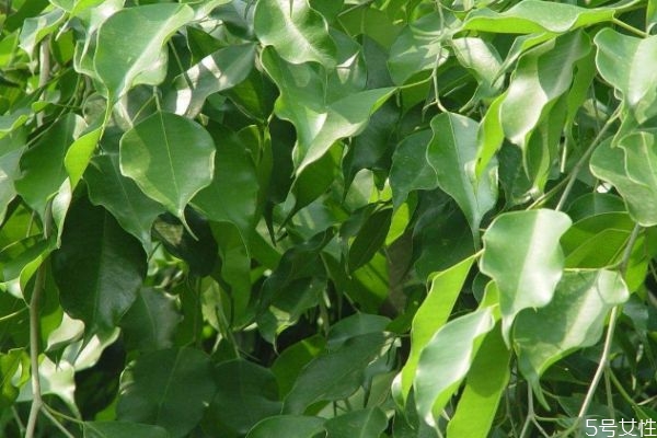 榕树叶有毒吗,琴叶榕有毒吗? 榕树叶有毒吗,琴叶榕有毒吗?