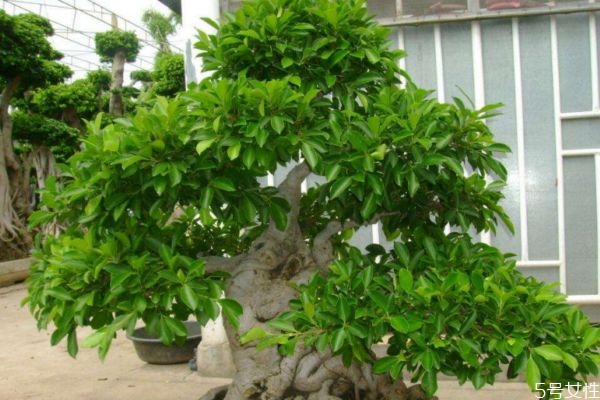 垂叶榕的功效和作用,对叶榕有什么功效和作用?