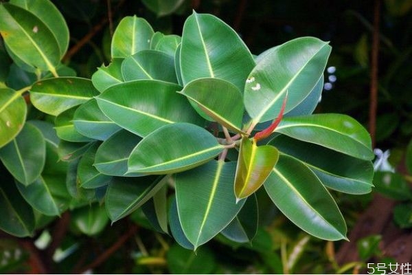 橡皮树有毒吗能家中养吗,橡皮树有毒吗?