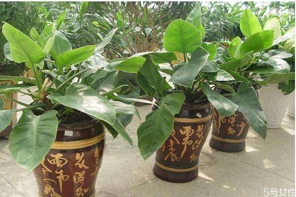 帝王绿的功效和作用,帝王绿好吗