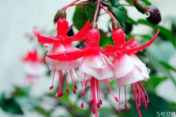 倒挂金钟对身体有什么好处,倒挂金钟的特点