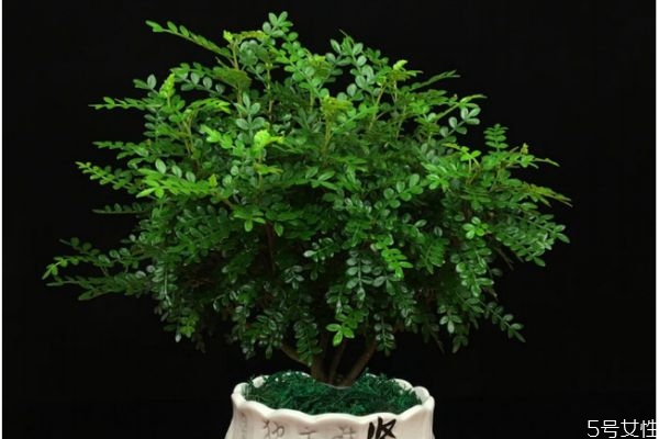 清香木的作用,清香木有什么药用价值