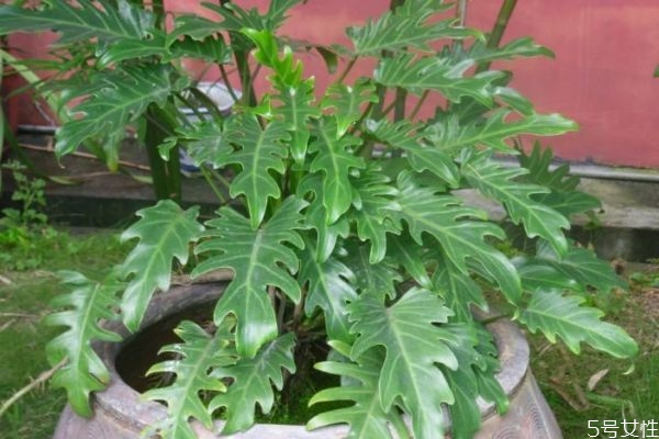 春羽的养殖方法,家里养春羽有什么好处? 春羽的养殖方法,家里养春羽有什么好处?