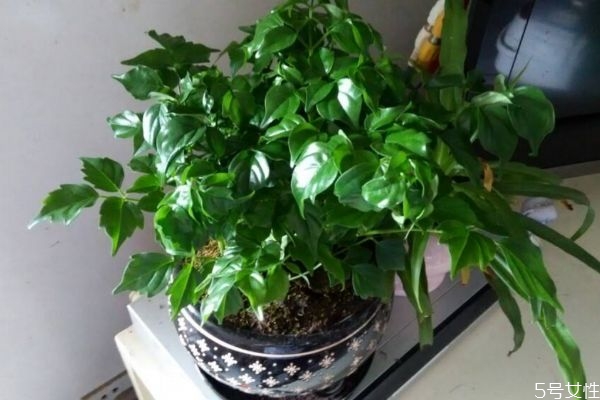 富贵树的作用和功效,富贵树有几种