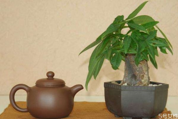 发财树的寓意是什么,我想问一下发财树的寓意是什么