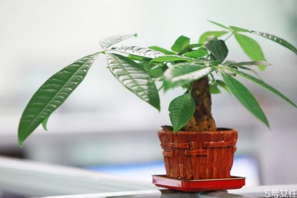 发财树有什么用处,发财树有什么功效