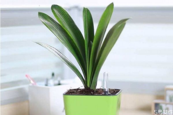 什么植物适合室内养殖,适合室内养植的植物