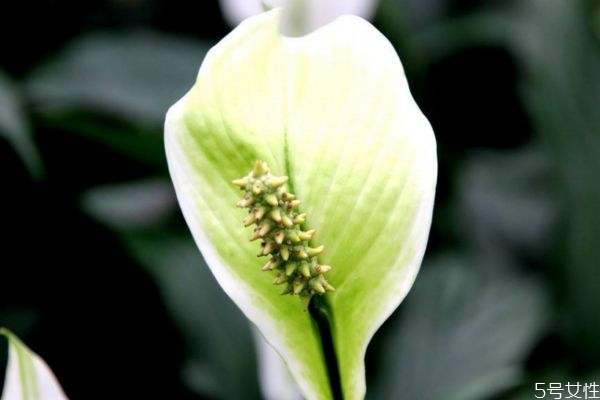 白鹤芋的养殖方法和注意事项,白鹤芋的养殖方法