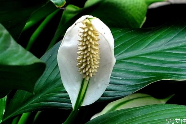 白鹤芋的功效和作用,白鹤芋好养吗