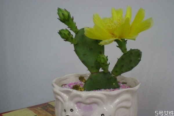 仙人掌是什么种类,仙人掌的种类有多少种分别是什么