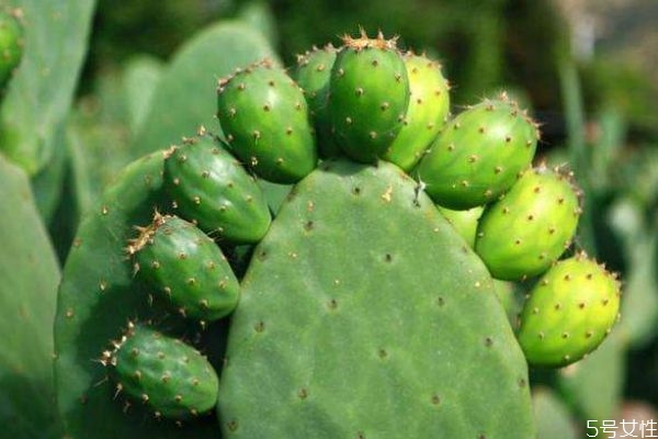 仙人掌生长在什么环境,仙人掌的生长环境和生长特点