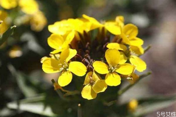 清香桂的功效和作用,桂竹的用途是什么