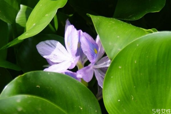 凤眼莲俗称什么,凤眼蓝花语