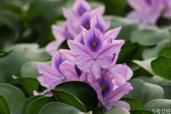 凤眼莲有什么作用呢,凤眼莲的功效和作用