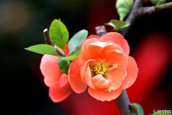 贴梗海棠的花语,海棠的花语是啥