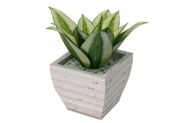 虎尾兰有什么作用呢,虎尾兰有什么作用好处