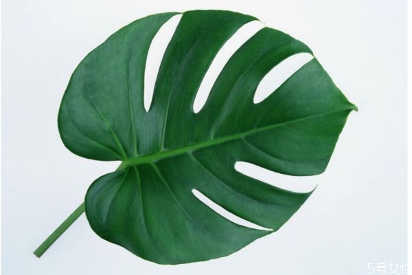 龟背竹的作用,龟背竹好吗