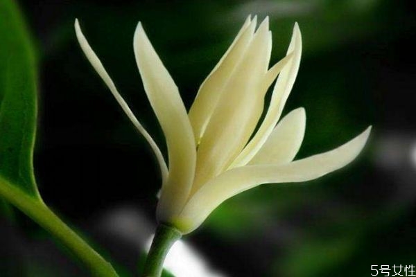 白兰花的特点,白兰花的特征有哪些