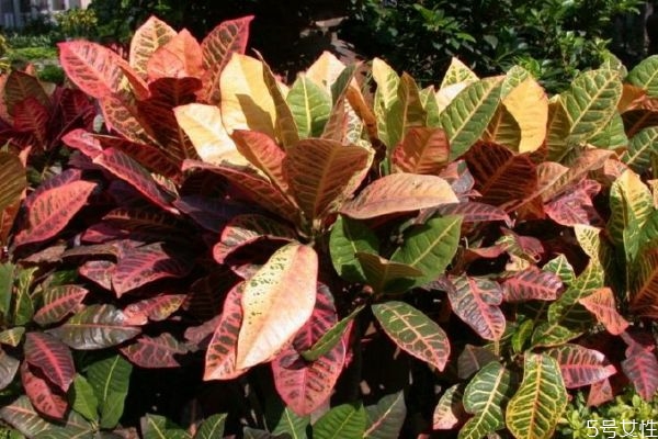 变叶木的养殖方法和注意事项,变叶木怎么养 变叶木的养殖方法和注意事项,变叶木怎么养