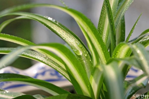 金心吊兰的功效和作用是什么,金心吊兰和银心吊兰 金心吊兰的功效和作用是什么,金心吊兰和银心吊兰