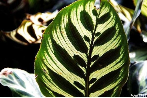 孔雀竹芋的作用,孔雀竹芋的介绍