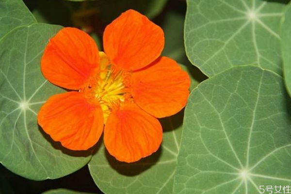 旱金莲是什么花,旱金莲科属