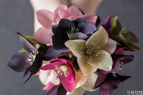 圣诞玫瑰花的花语,圣诞花的花语是什么 圣诞玫瑰花的花语,圣诞花的花语是什么