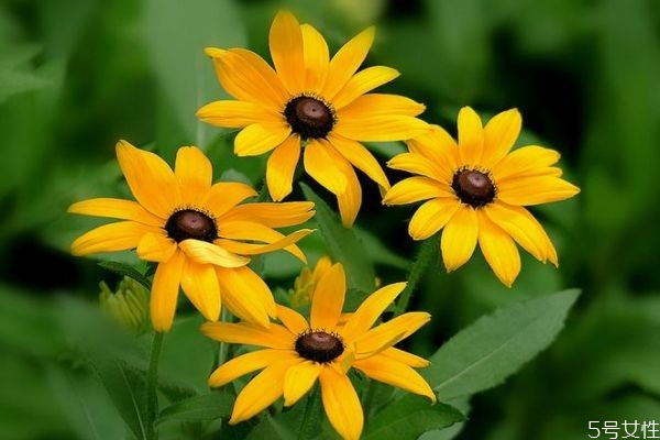 金光菊可以吃吗,金桔吃了有什么效果