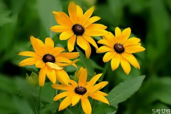 金光菊的功效和作用,金光菊的药用价值 金光菊的功效和作用,金光菊的药用价值