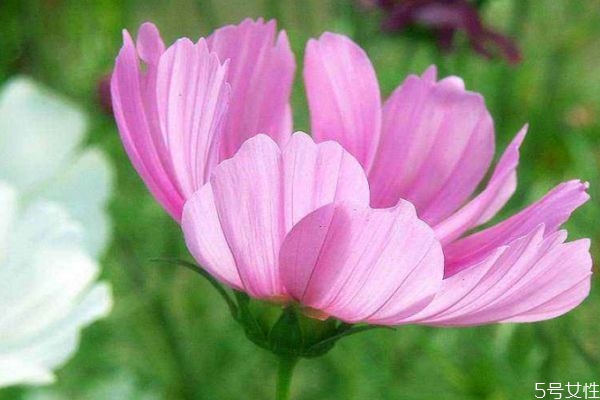 波斯菊有什么用处,波斯菊的功效和作用