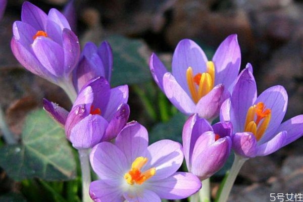 秋水仙的种植方法,秋水仙盆栽如何种植