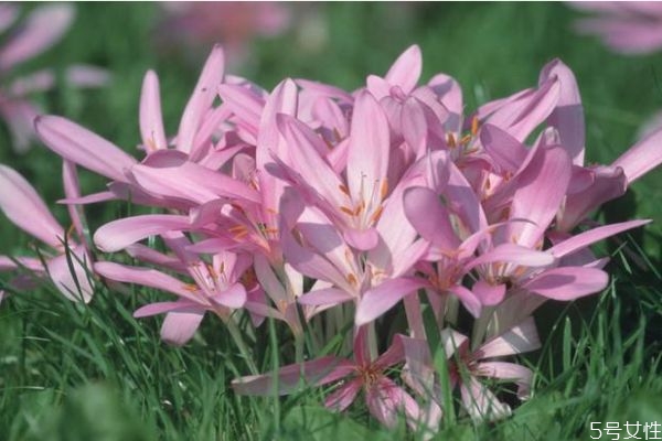 秋水仙的副作用,秋水仙素有什么作用 秋水仙的副作用,秋水仙素有什么作用