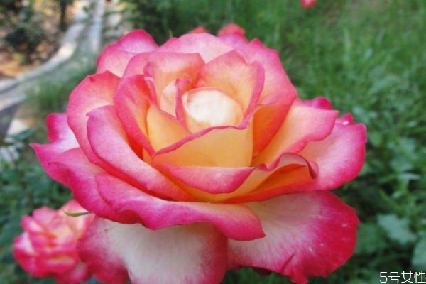 月季花生长在什么地方,月季花种类 月季花生长在什么地方,月季花种类