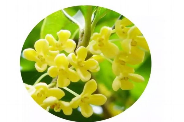 桂花在什么环境下生长最好,桂花生长环境条件