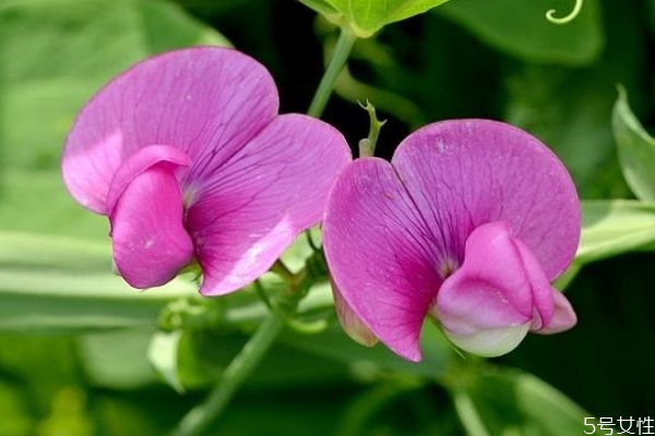 香酥豌豆的功效和作用,香豌豆和豌豆的区别