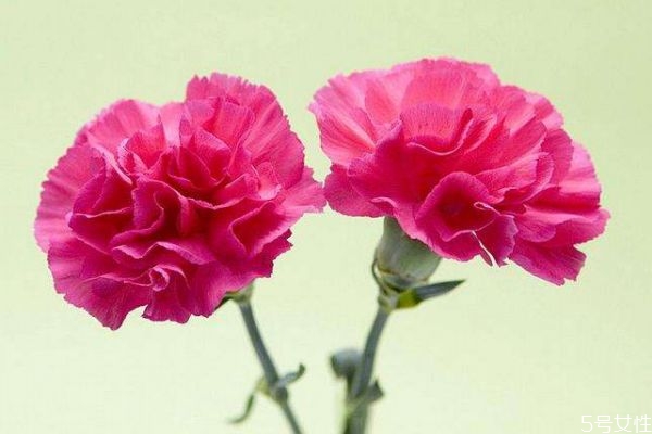 康乃馨适合送给什么样的人,康乃馨送给谁最合适