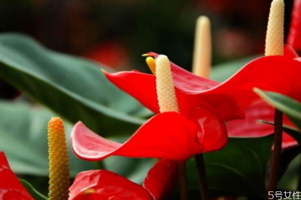 红掌的种植方法,红掌的养殖方法和注意事项 盆栽