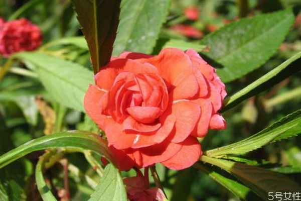 凤仙花有什么用处,凤仙花有什么功效