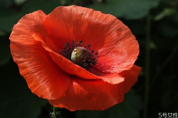 虞美人的作用和功效,虞美人是什么东西?