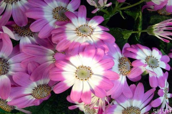 瓜叶菊的功效和作用,瓜叶菊介绍