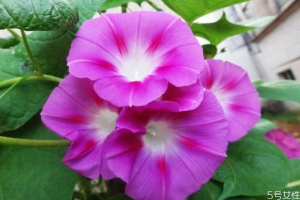 牵牛花的作用是什么,牵牛花的功牵牛花的功效和作用 牵牛花的作用是什么,牵牛花的功牵牛花的功效和作用