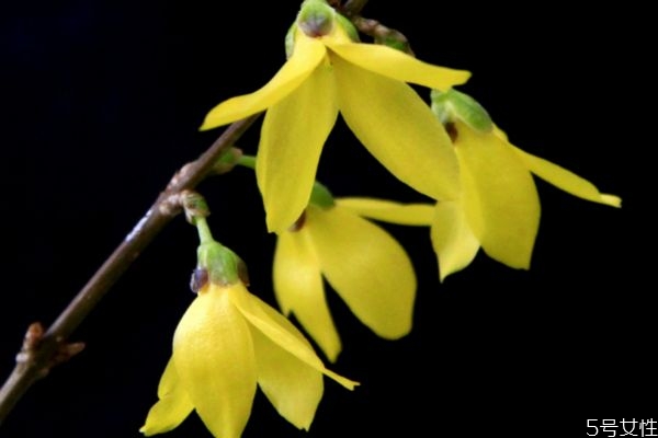 连翘的种植方法及条件,连翘适应什么地方种植