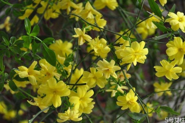 连翘是什么作用,连翘的功效和作用点及副作用