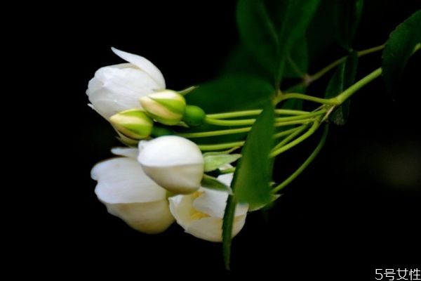 七里香的作用,七里香的用途和用法