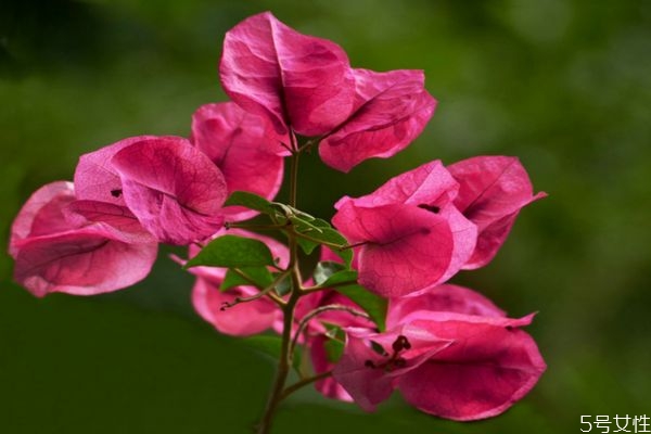 三角梅的花语是什么意思,三角梅的花语和象征