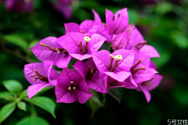 三角梅的作用,三角梅的好处和害处